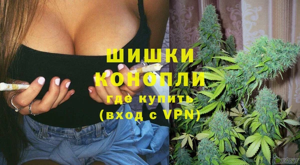сатива Беломорск